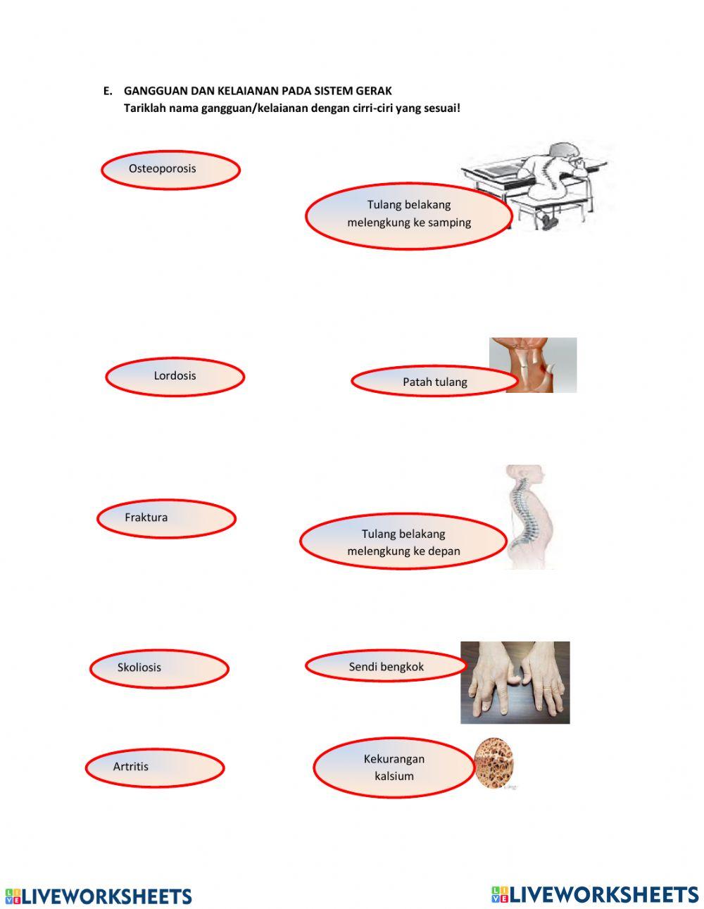 Alat Gerak Pada Manusia