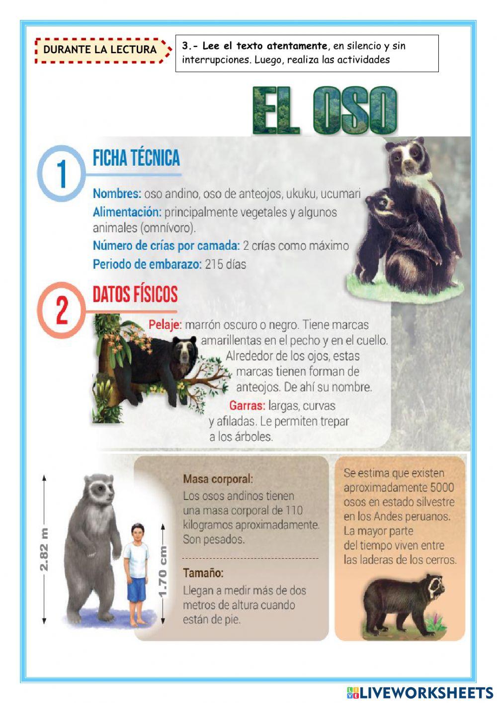 Lectura: El oso Andino