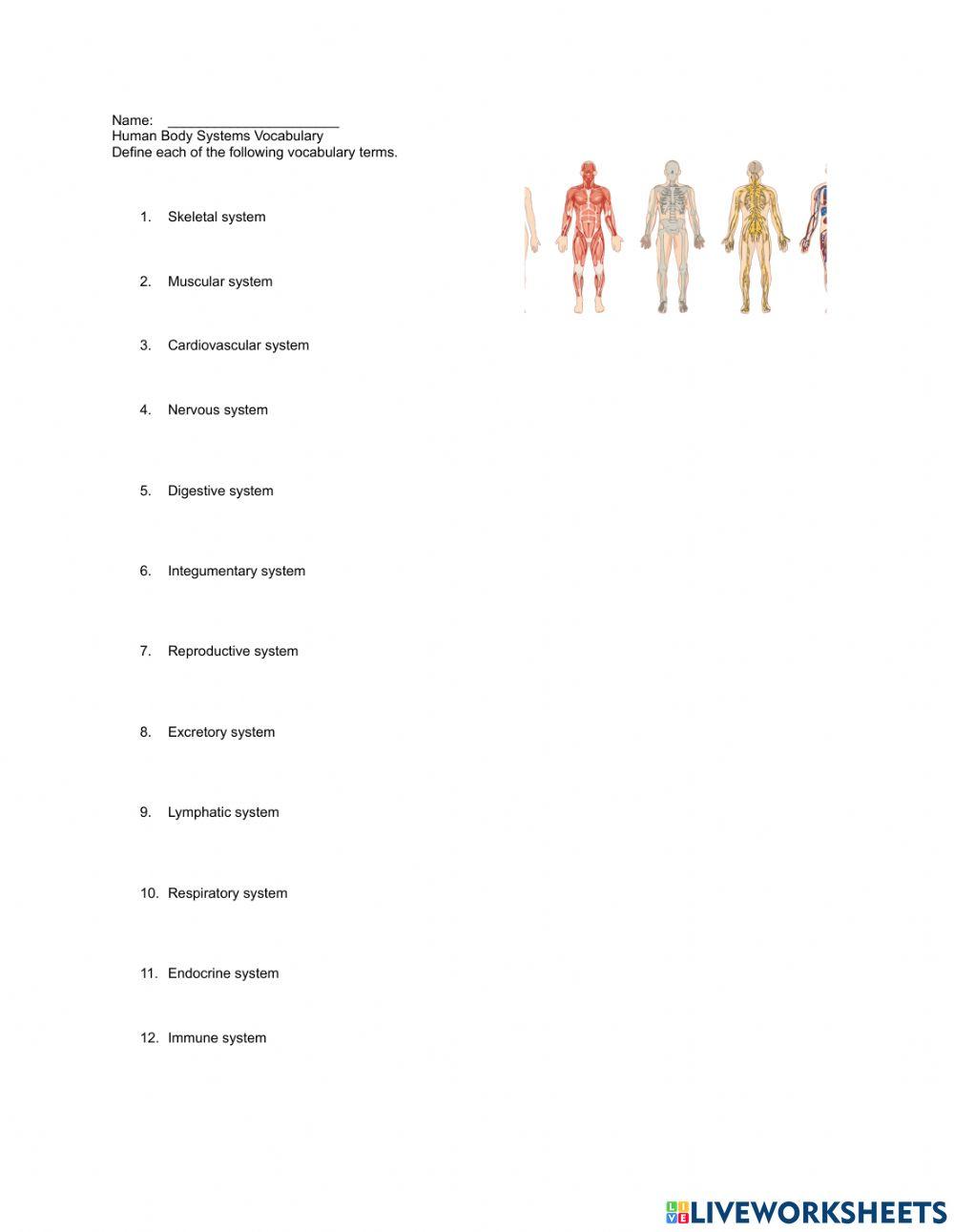 Human Body Systems Vocabulary