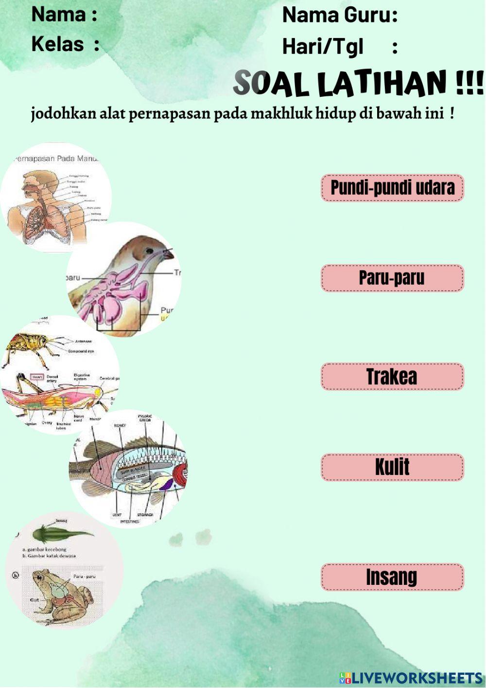 Lkpd ciri -ciri makhluk hidup