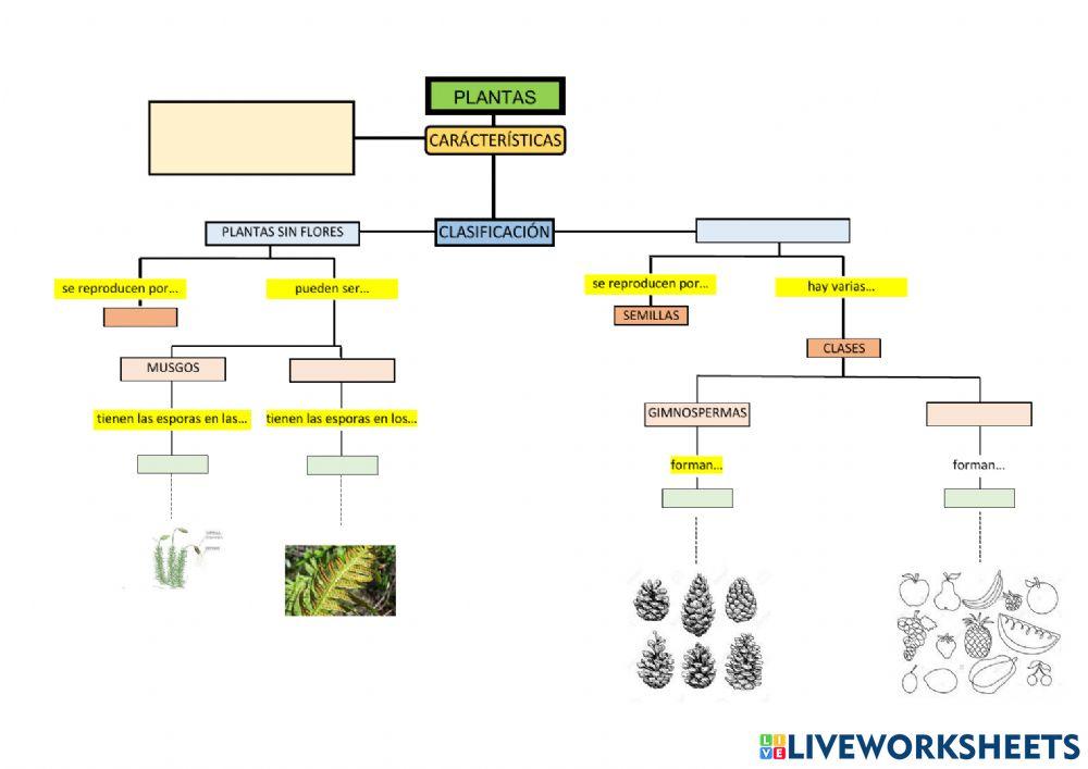 Reino de las plantas