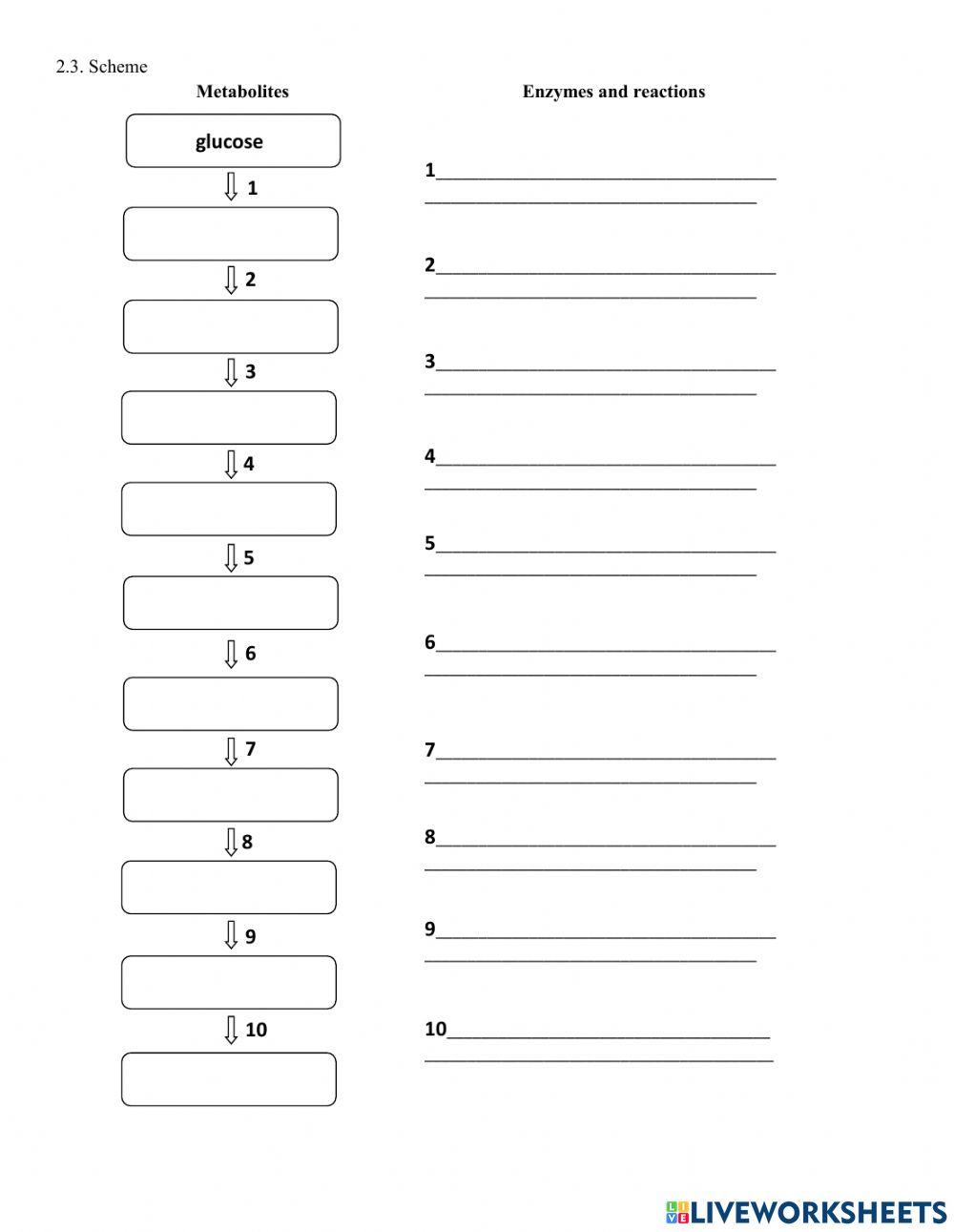 Topic 10. Glucose metabolism. Digestion of carbohydrates. Glycolysis. 