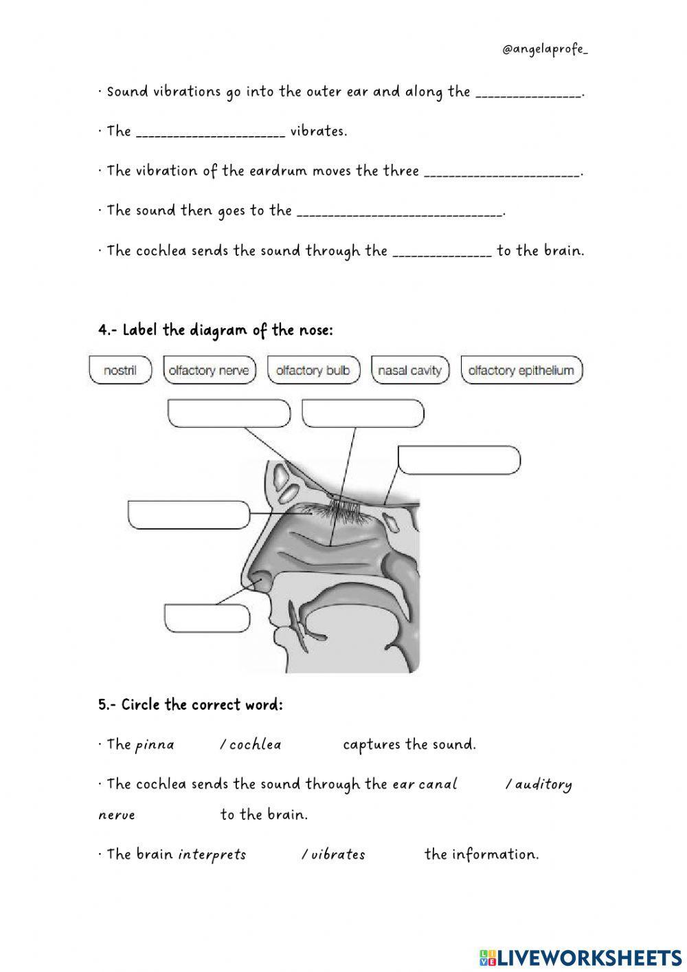 Sense organs and health