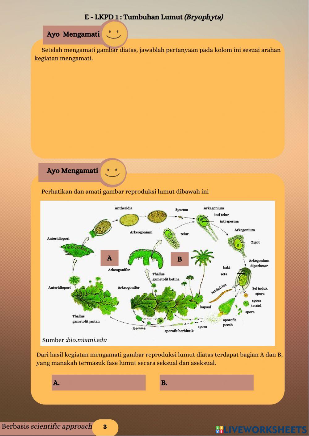 LKPD Elektronik Tumbuhan Lumut