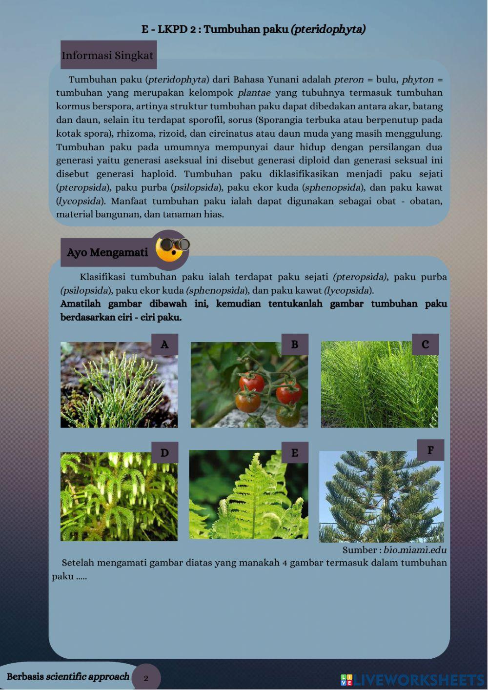 LKPD Elektronik Tumbuhan paku