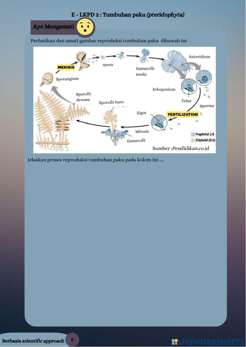 LKPD Elektronik Tumbuhan paku