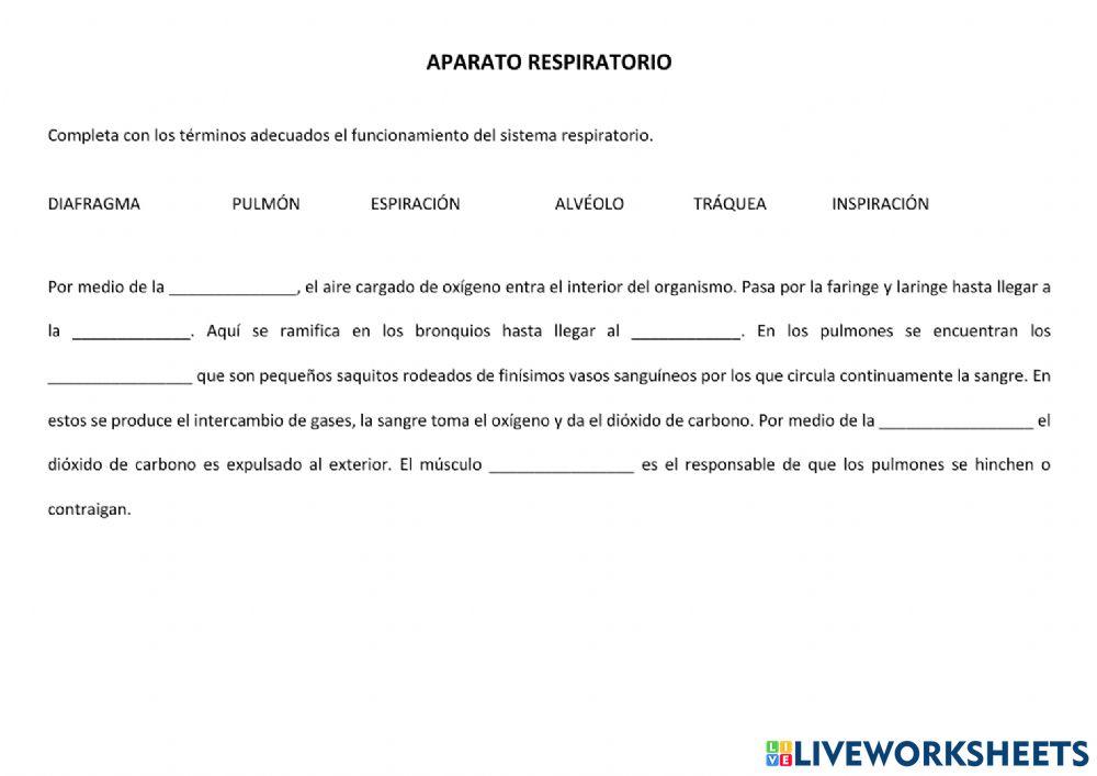 Sistema Respiratorio