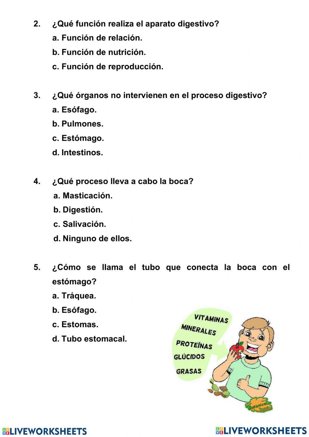 El aparato digestivo