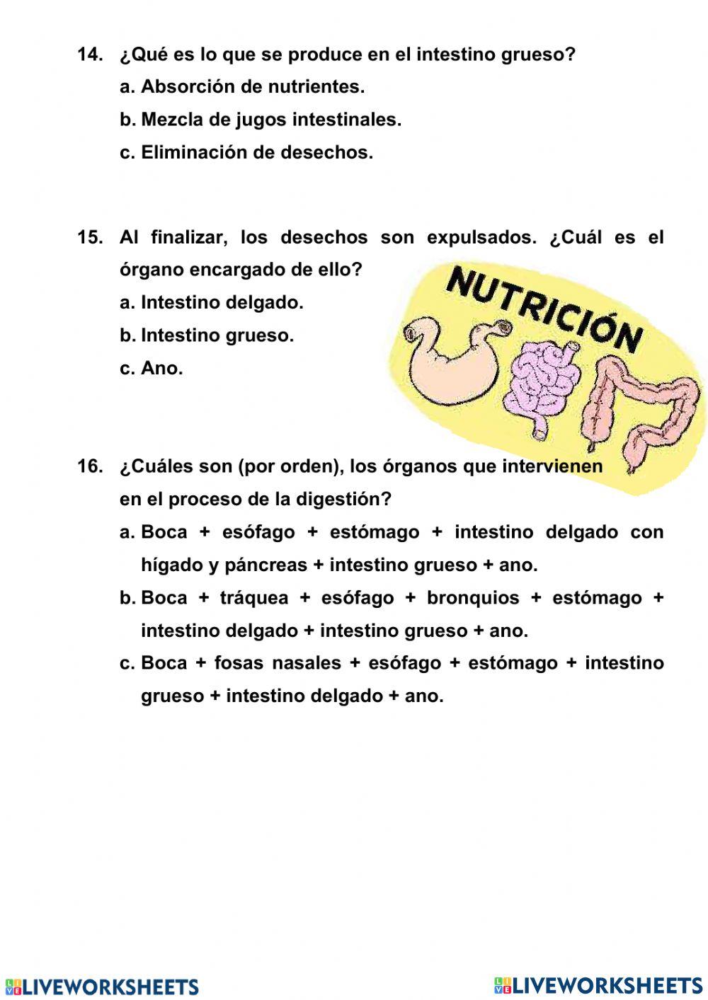 El aparato digestivo