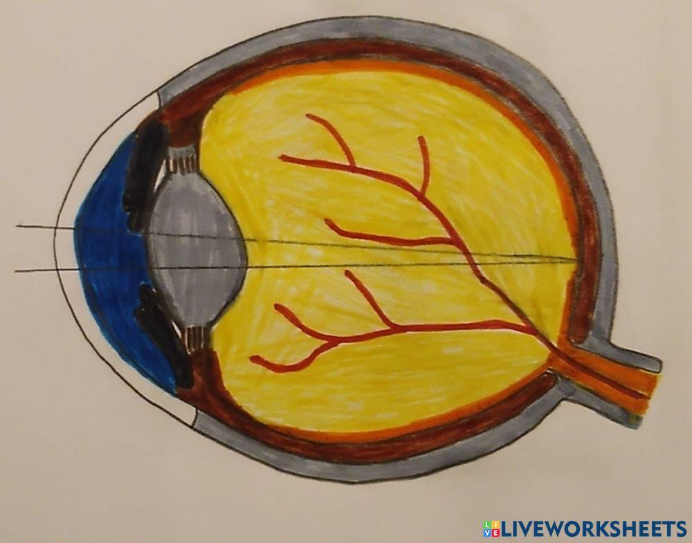 Identificarea componentelor globului ocular uman