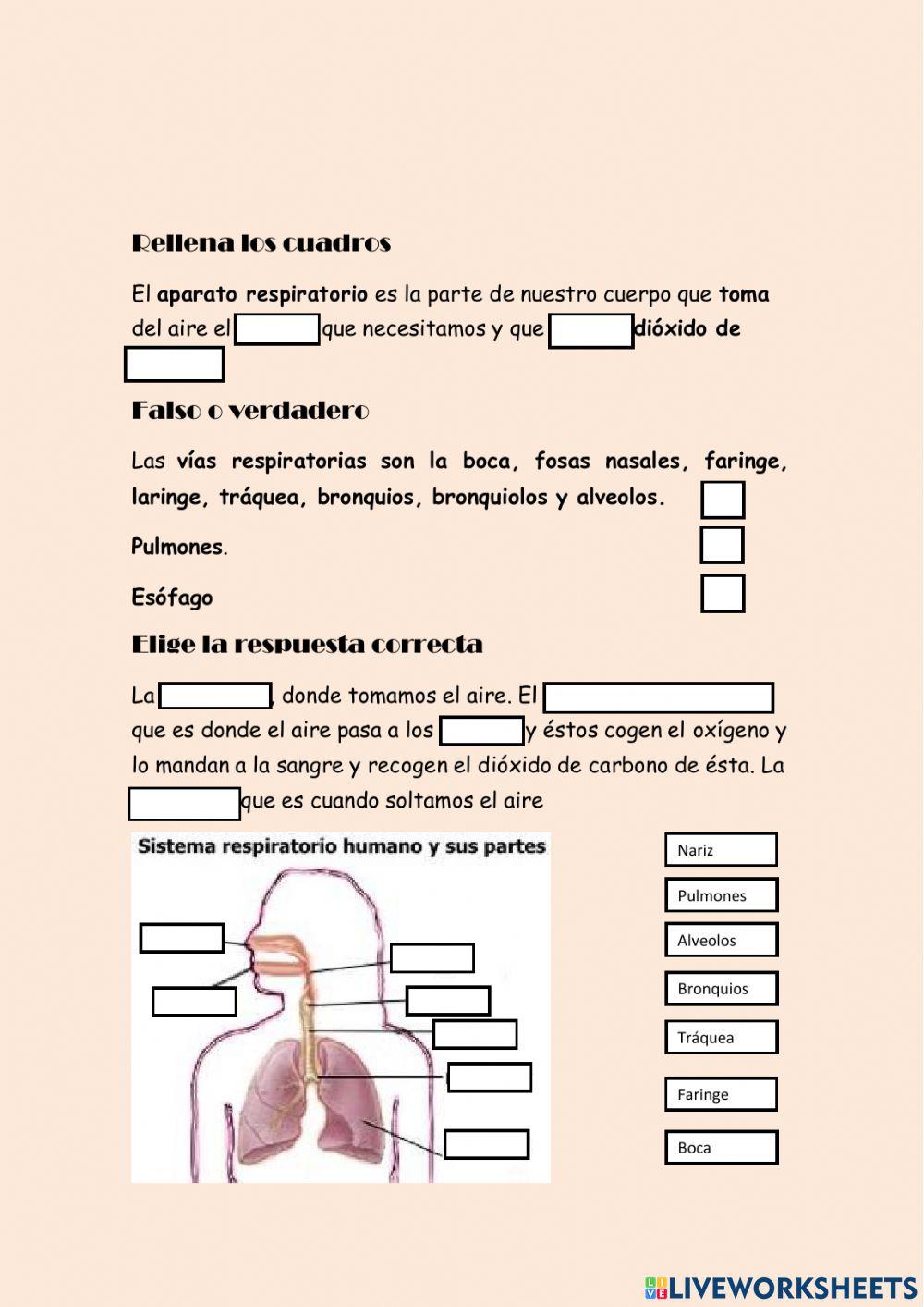 Sistema digestivo y respiratorio
