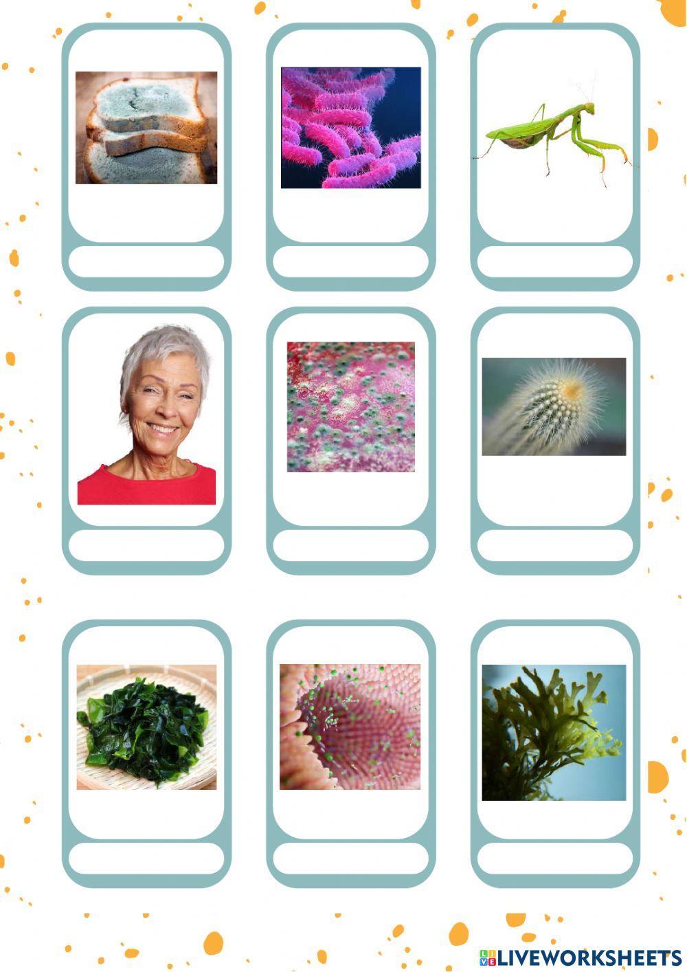 La classificació dels éssers vius