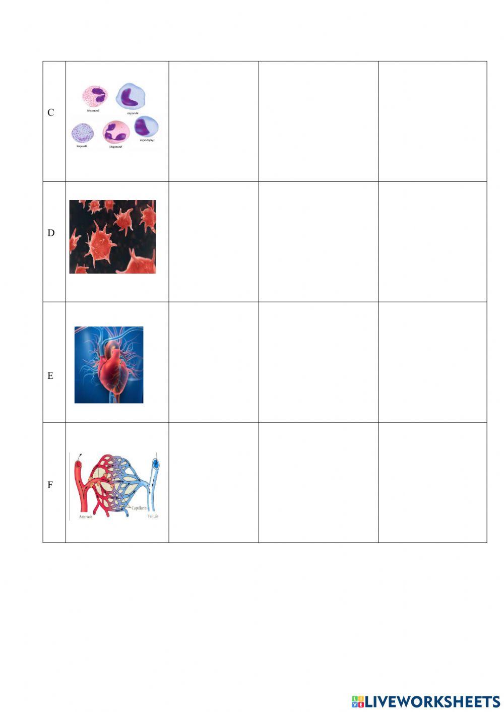 Sistem Peredaran Darah