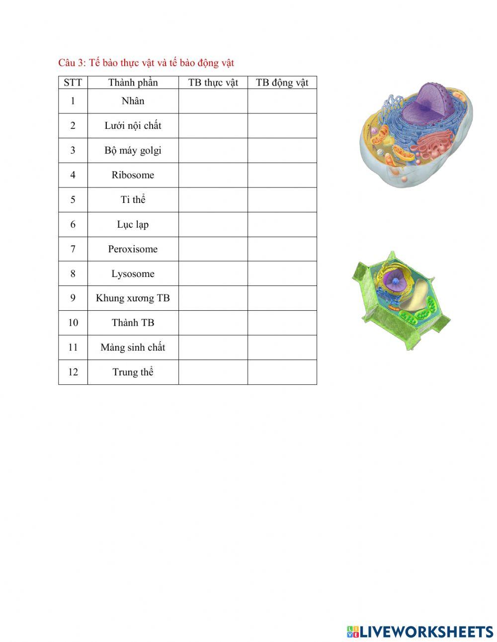 Bài 7: tế bào nahan sơ và tế bào nhân thực