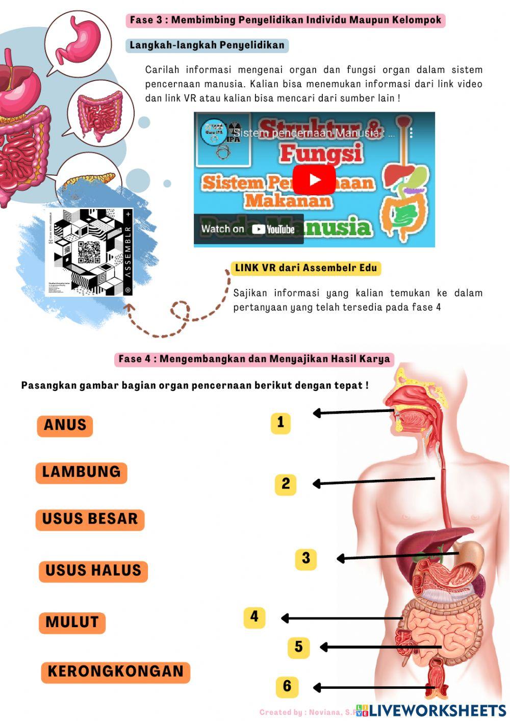 LKPD struktur dan fungsi sistem pencernaan