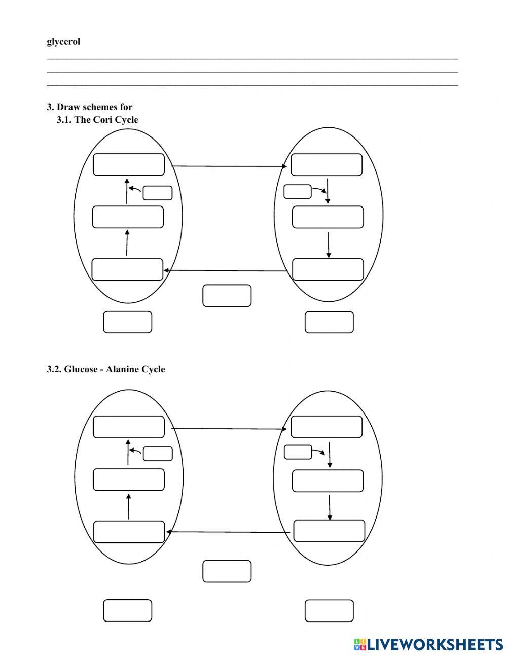 Topic 11. Glucose biosynthesis - gluconeogenesis