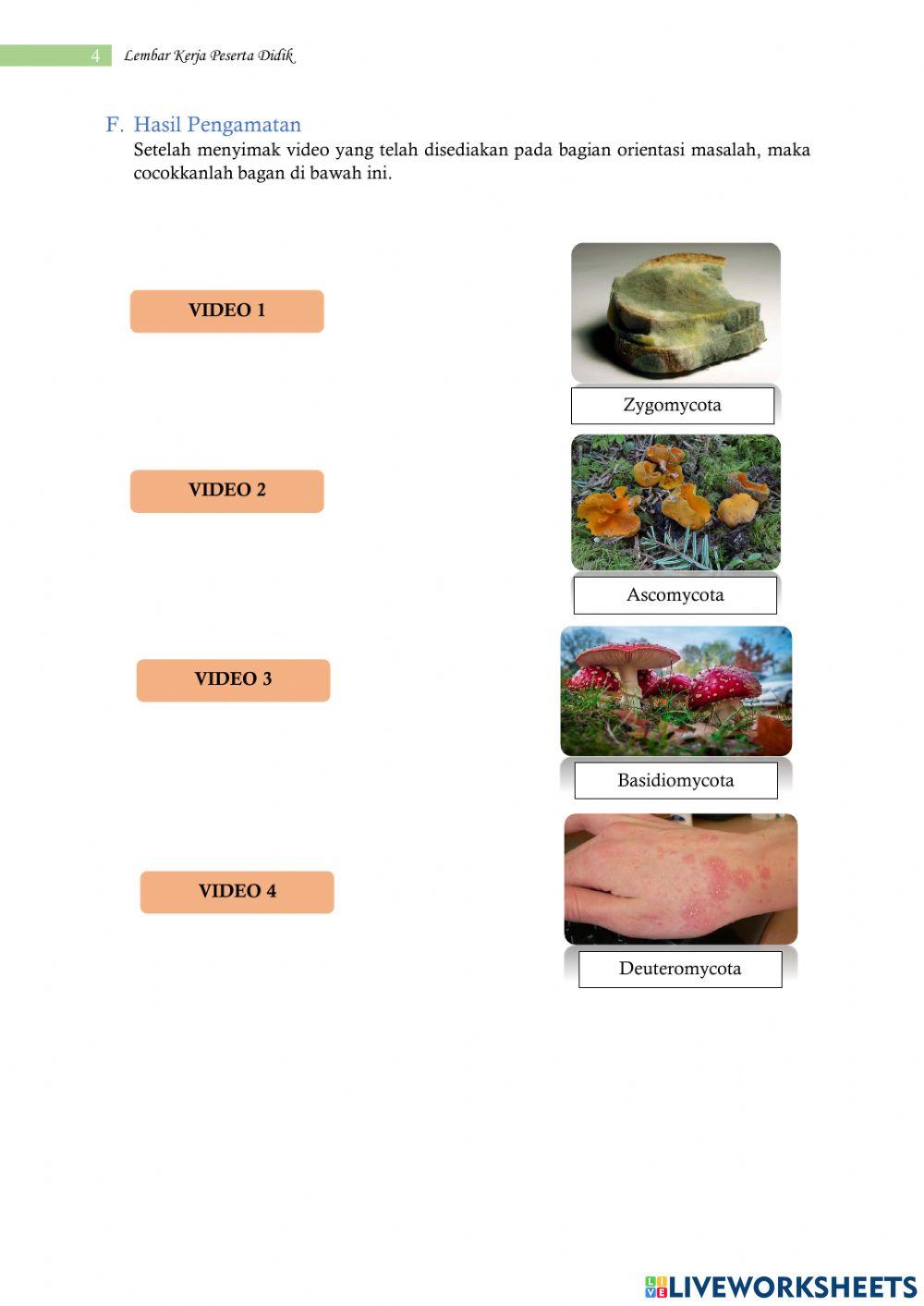 Lkpd fungi