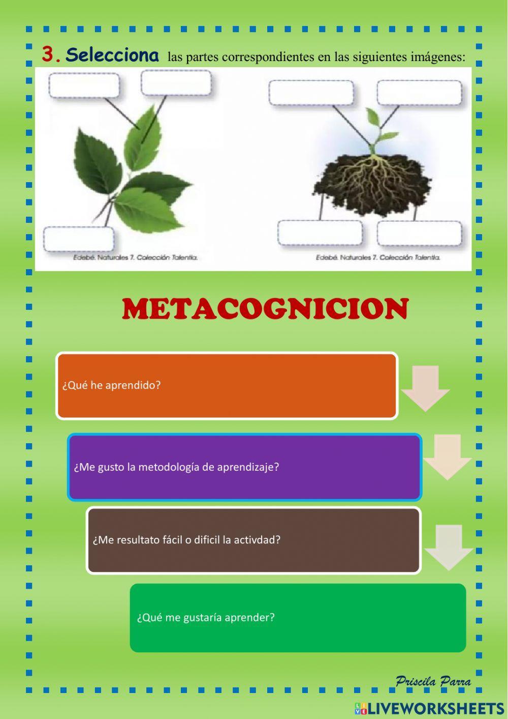 Proyecto 10 Ciencias Naturales