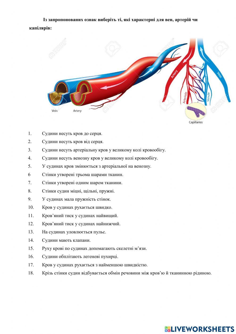 Серцево-судинна система