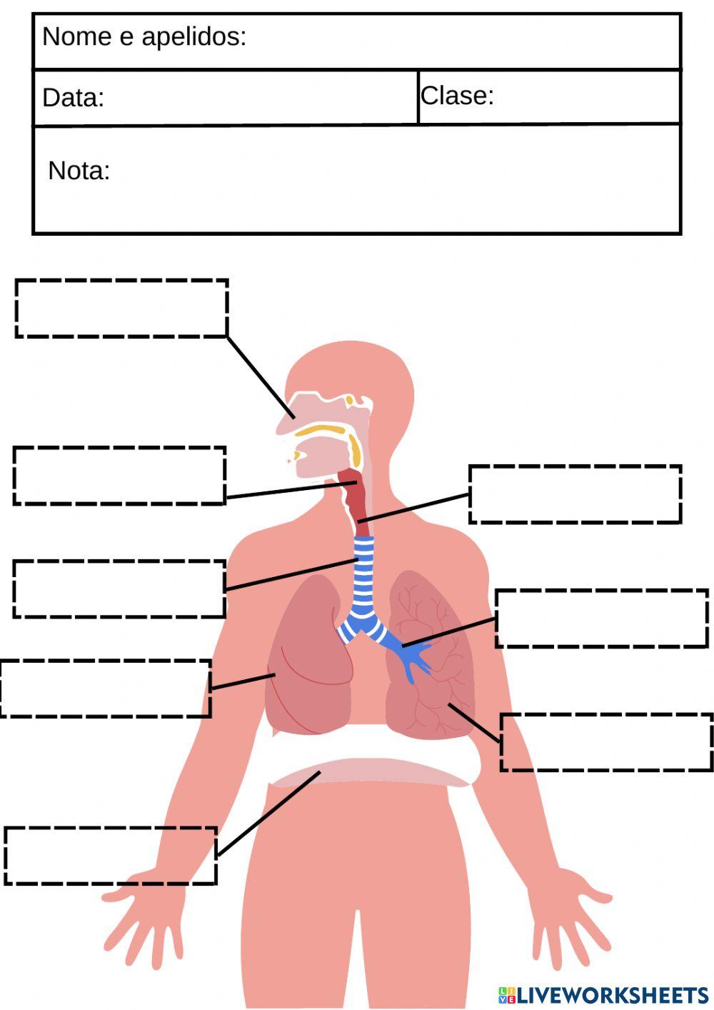 O aparello respiratorio