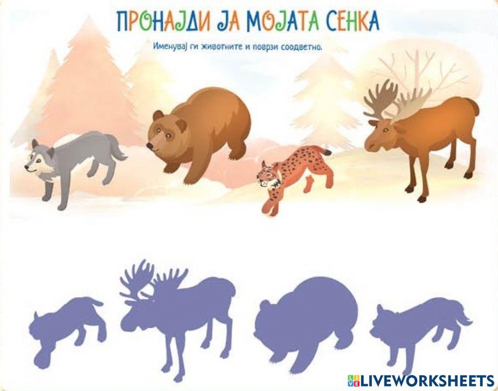 Пронајди ја мојата сенка (Во соработка со Росица)