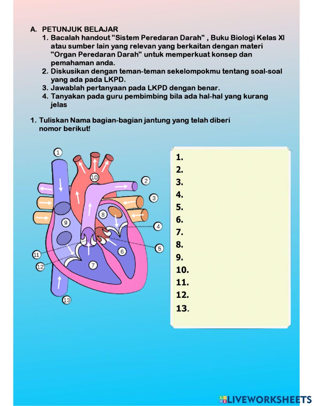 LKPD Organ Sistem Peredaran Darah