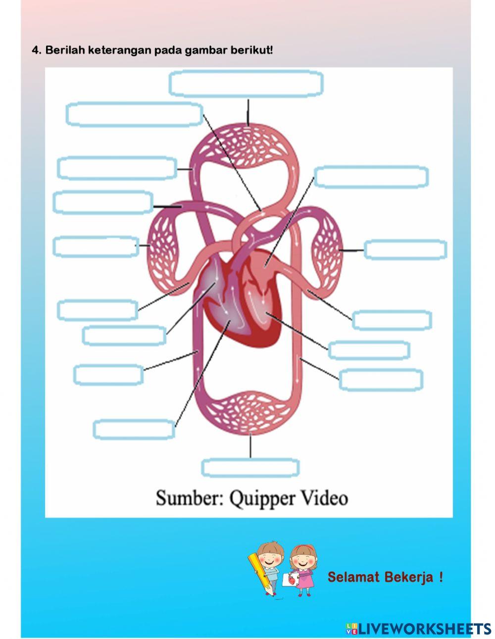 LKPD Organ Sistem Peredaran Darah