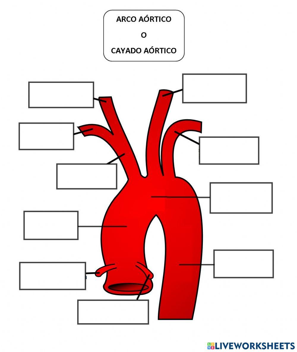 Principales arterias del arco aórtico