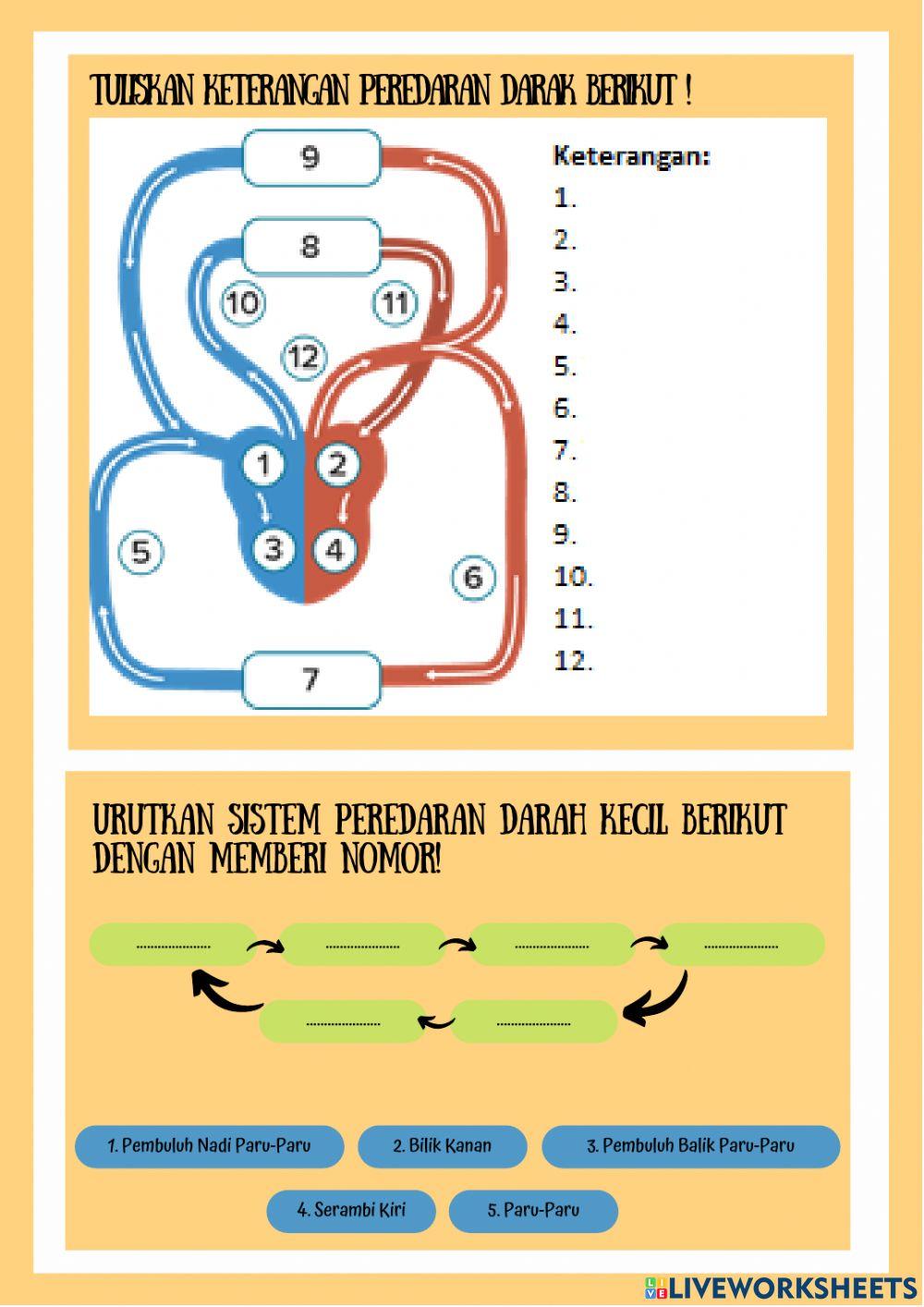 Mekanisme Sistem Peredaran Darah