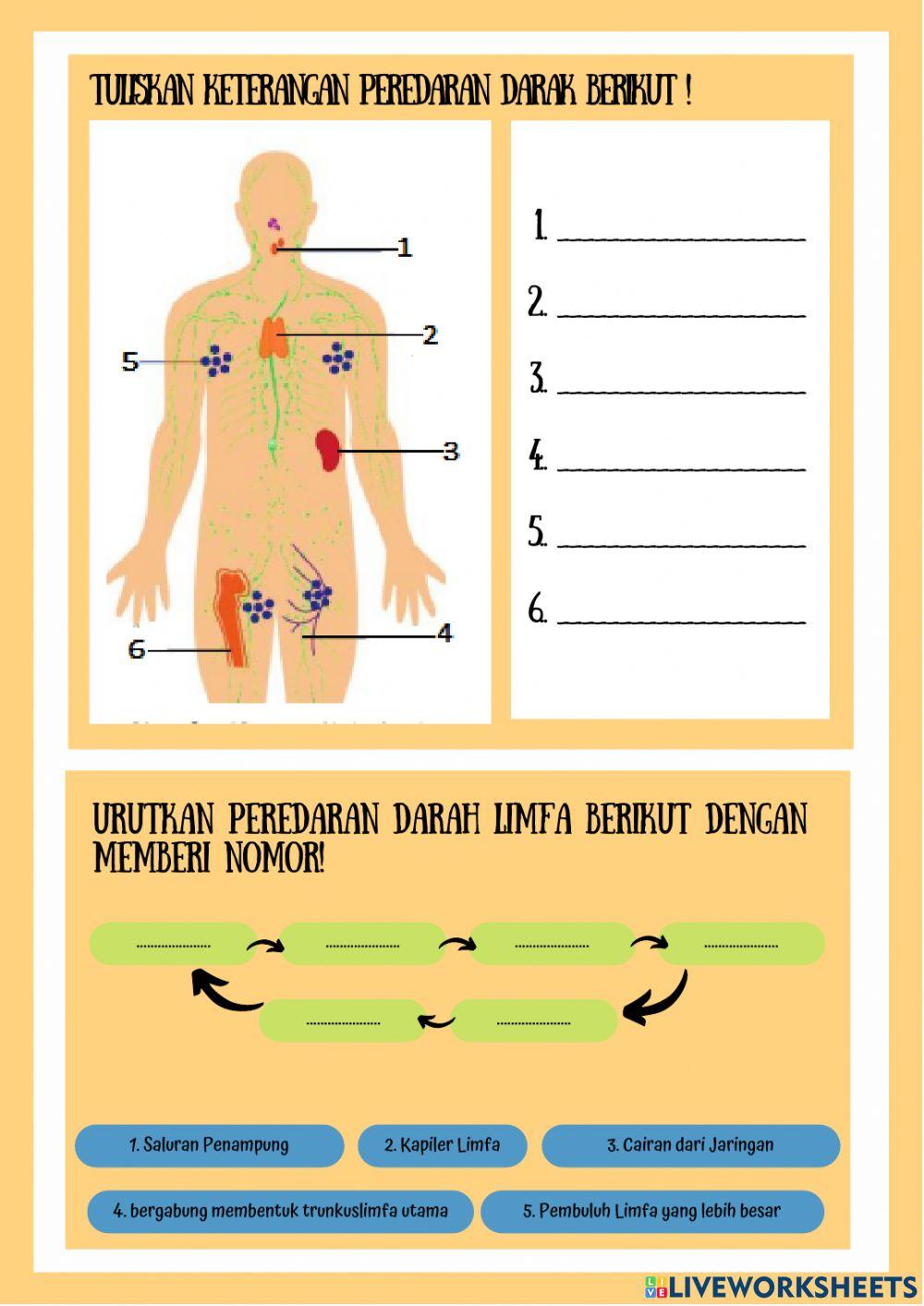 Mekanisme Sistem Peredaran Darah