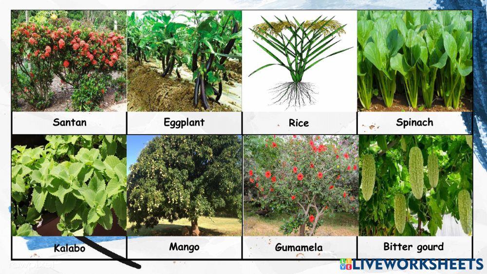 Types of Plants