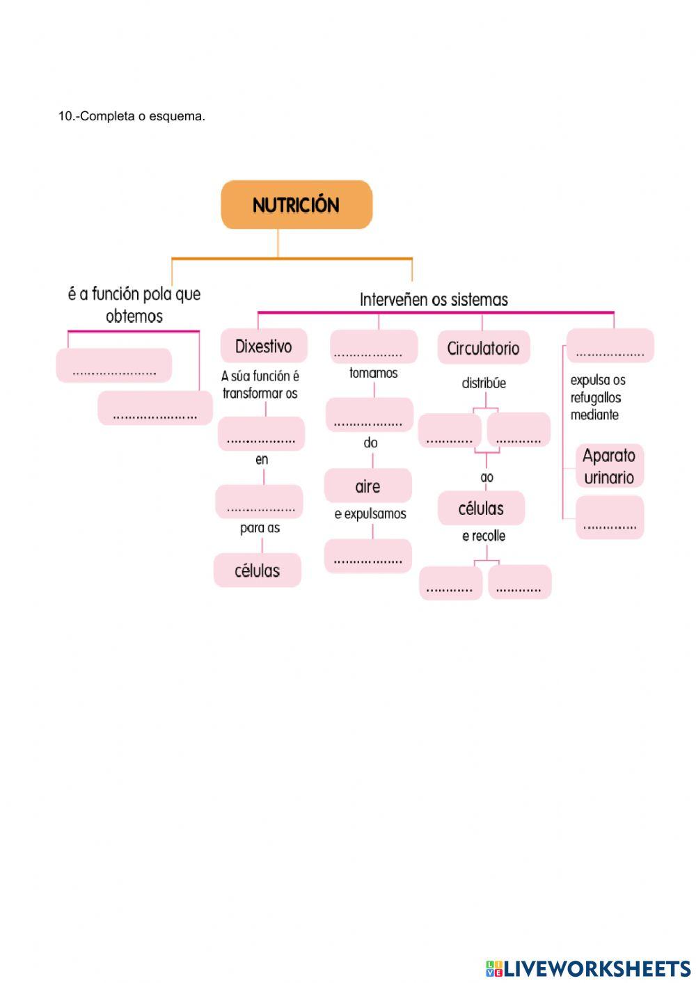 Aparatos respiratorio e excretor