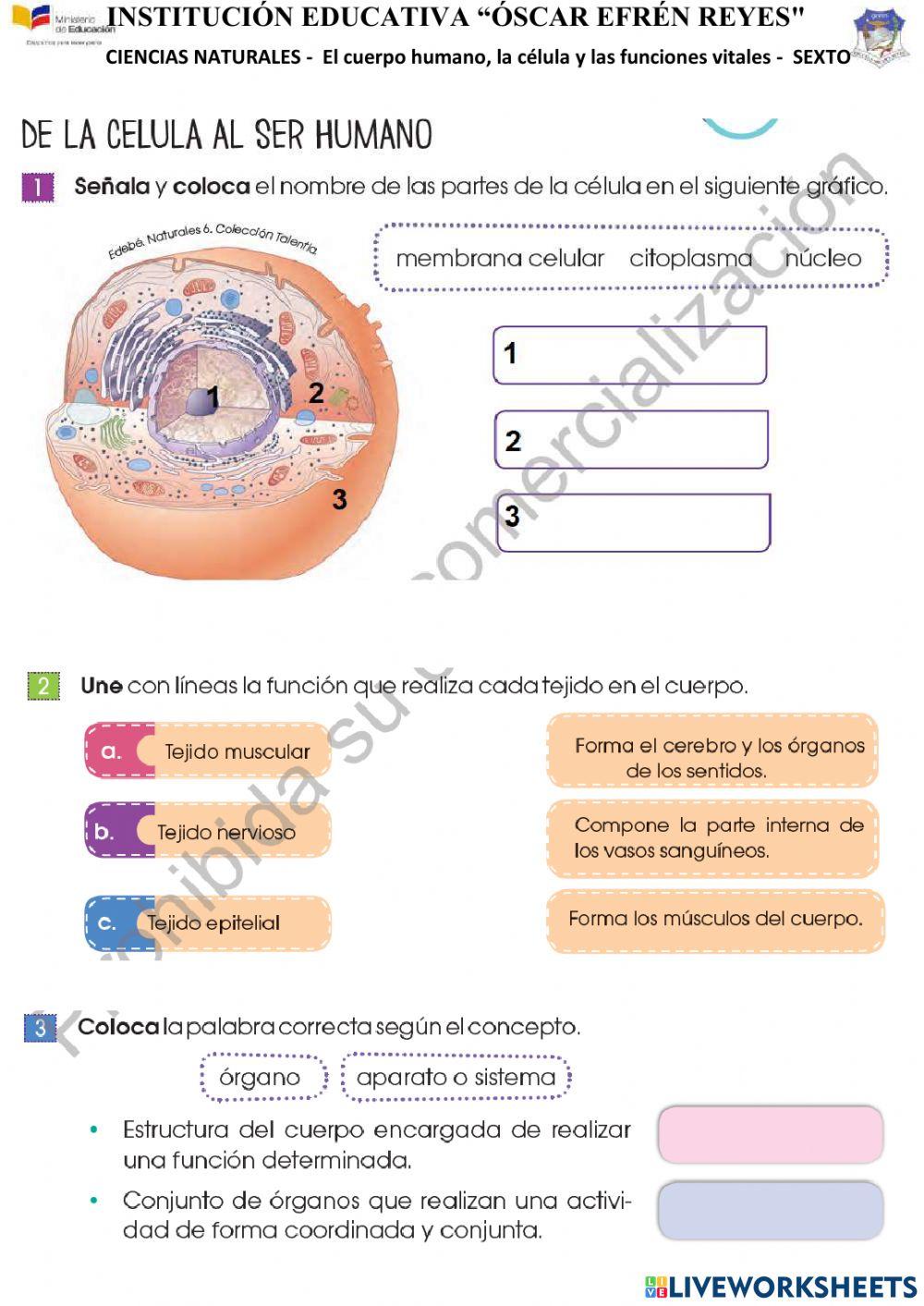 El cuerpo humano, la célula y funciones vitales