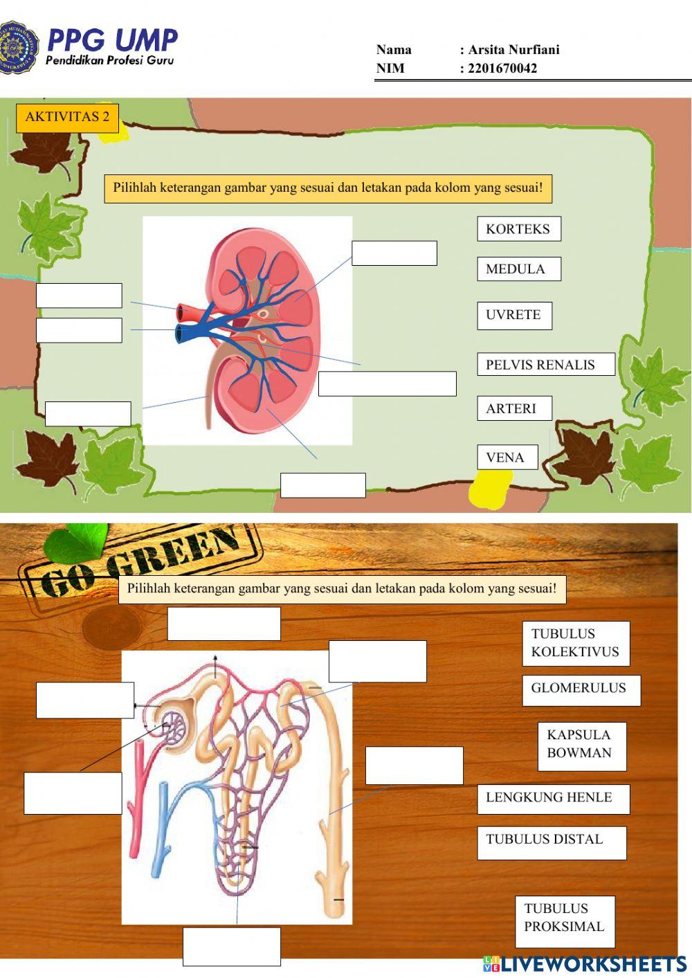 Lkpd ukin-sistem ekskresi ginjal