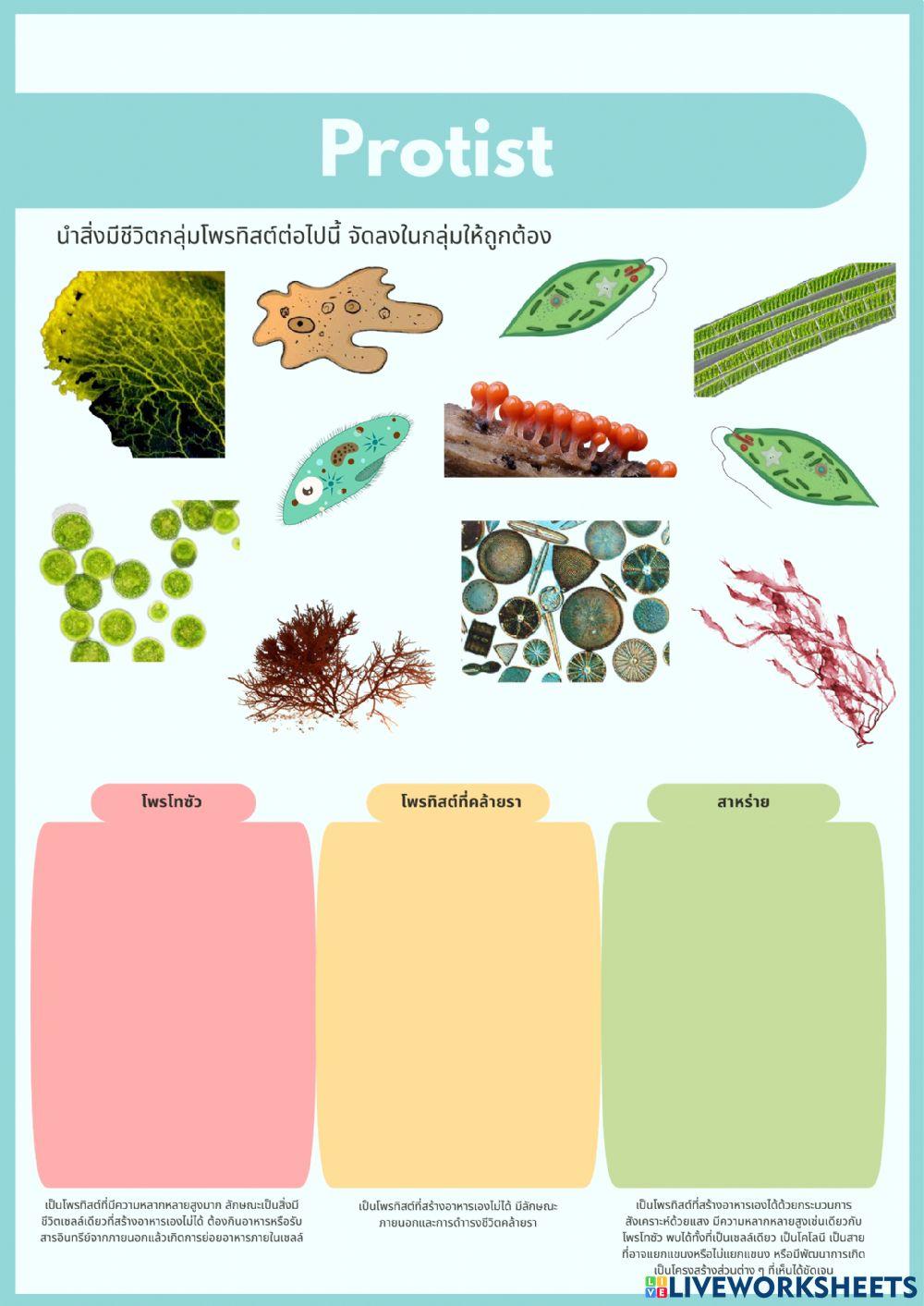 โพรทิสต์