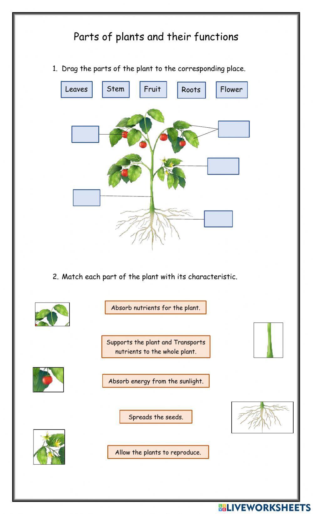 plant-parts-and-functions-2243690-jennifer-andrea