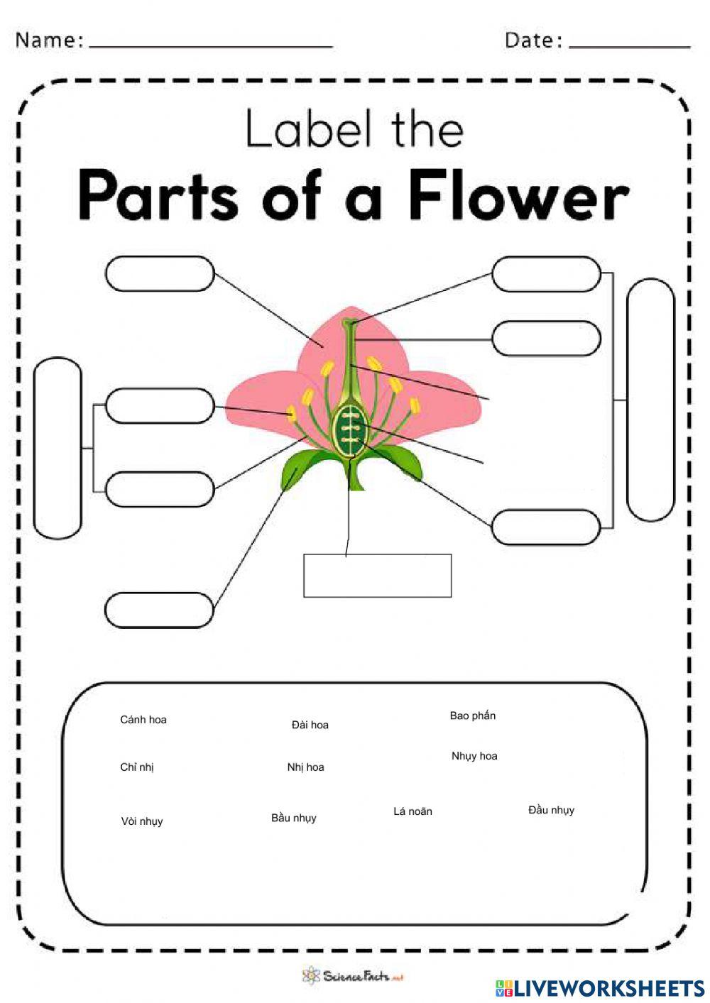 Bộ phận của hoa
