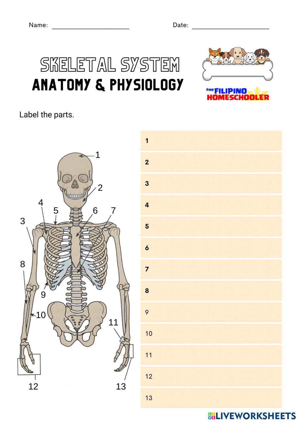 Skeletal System (Upper)