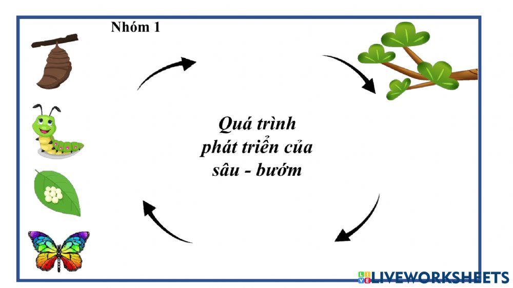 Quá trình phát triển của sâu-bướm