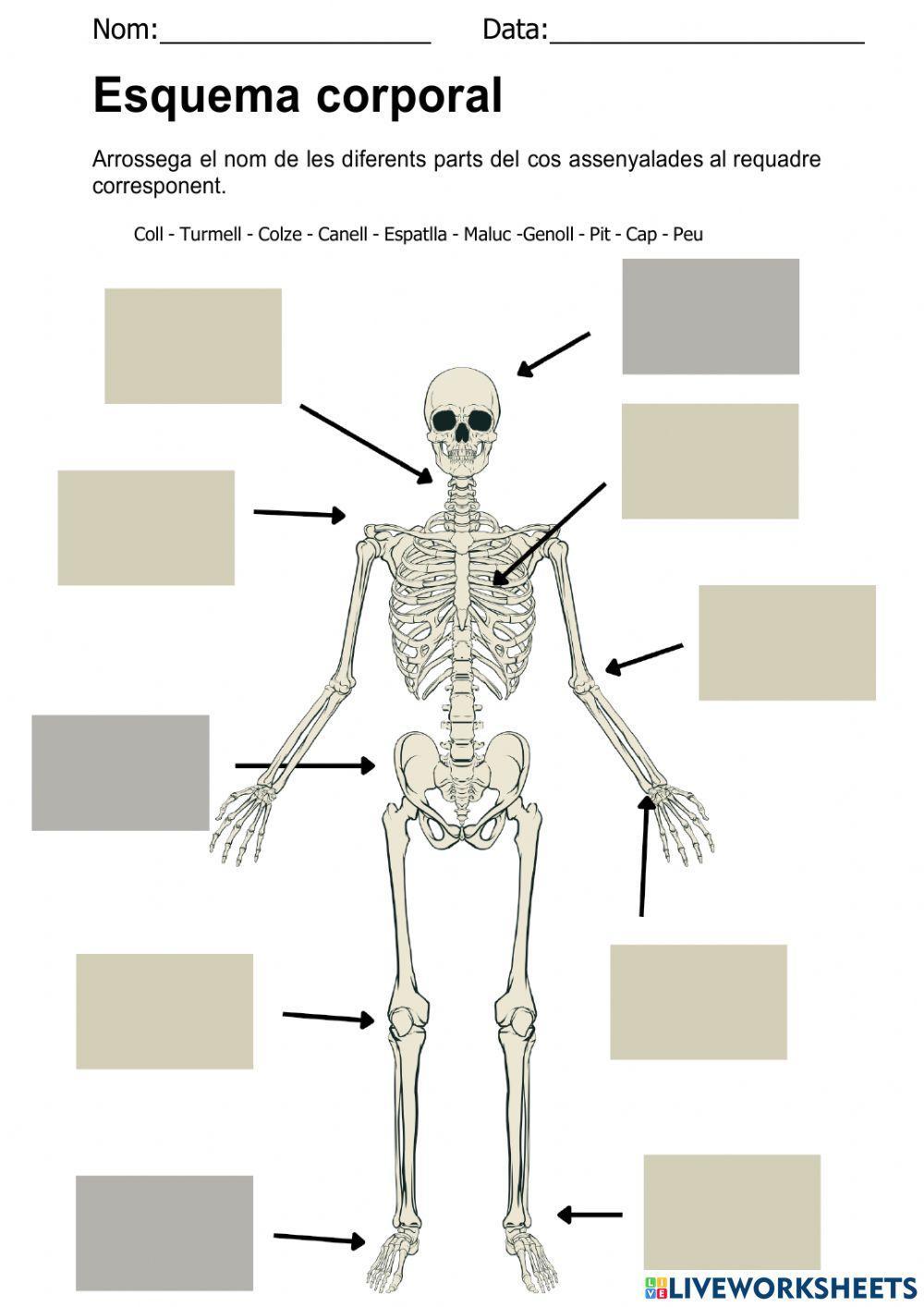 Esquelet Esquema Corporal