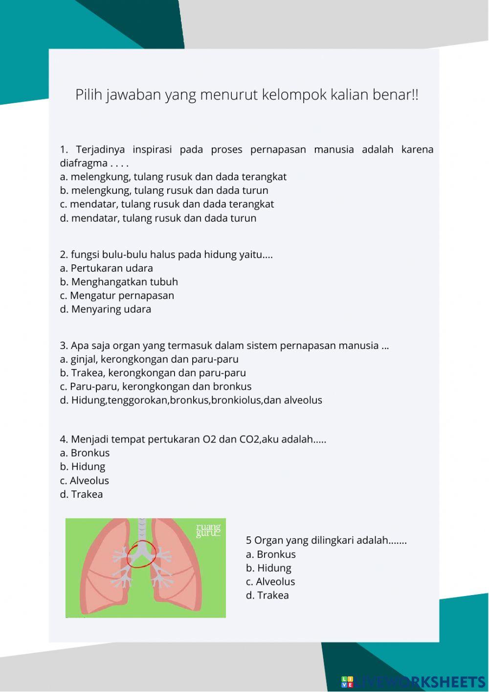 Organ Pernapasan Manusia