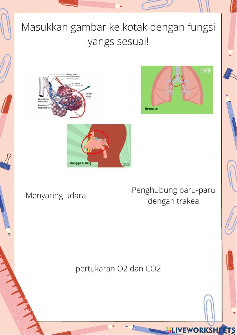 Organ Pernapasan Manusia