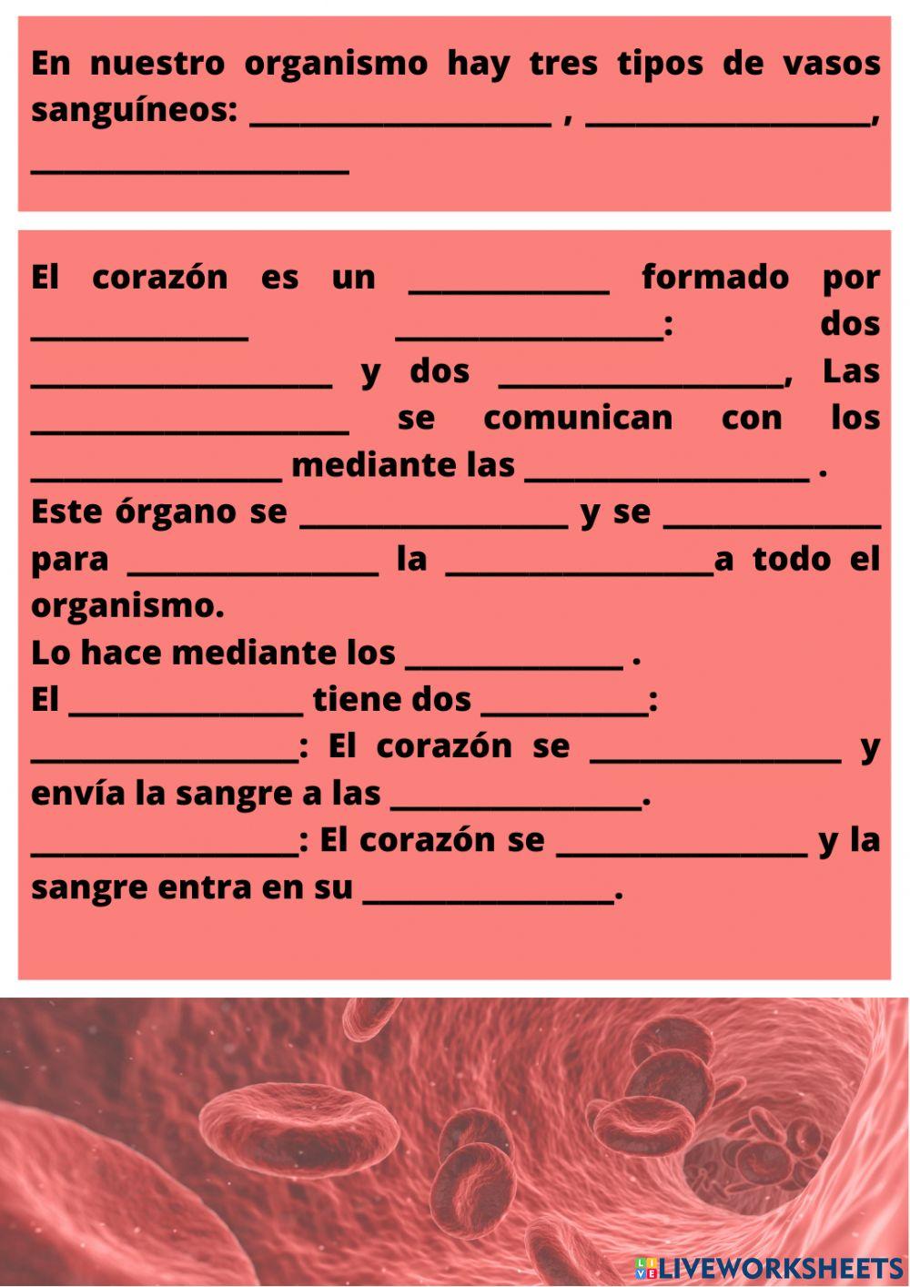 Repaso examen aparato circulatorio