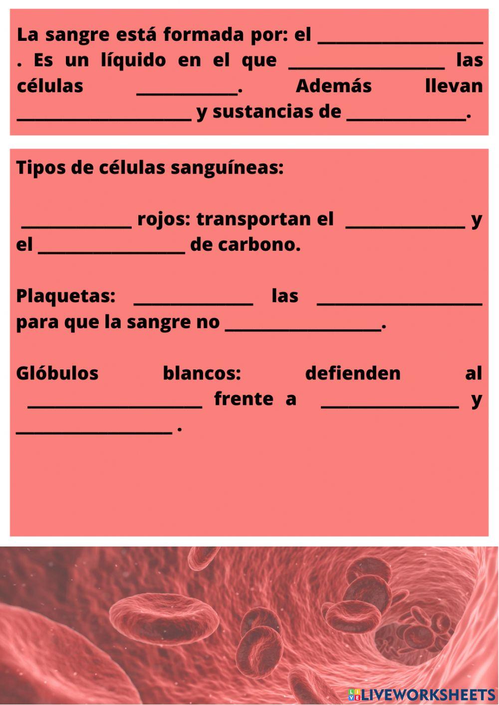 Repaso examen aparato circulatorio