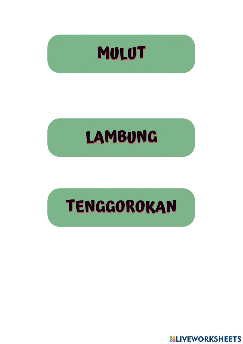 Sistem Pencernaan Manusia