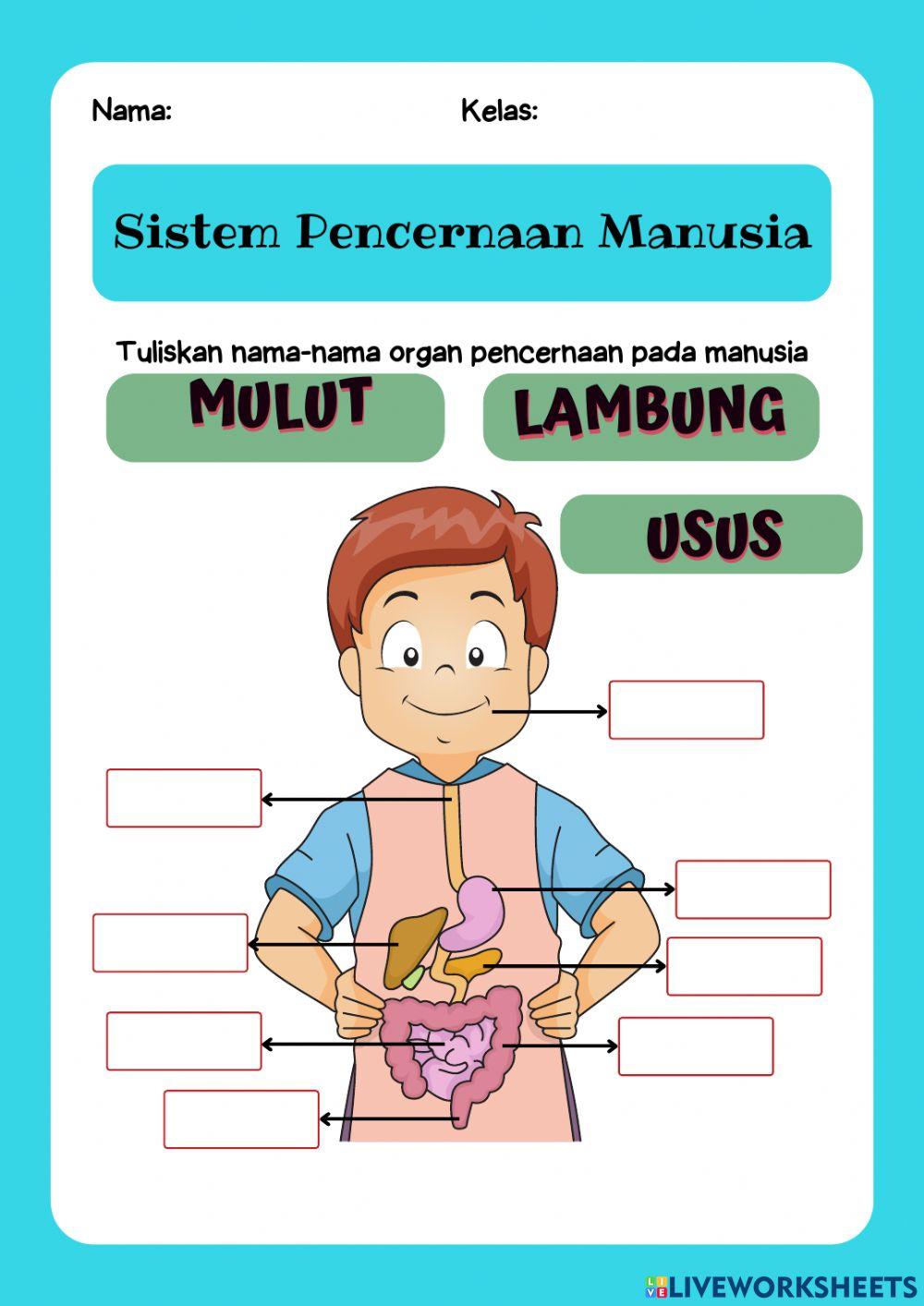 Sistem pencernaan manusia