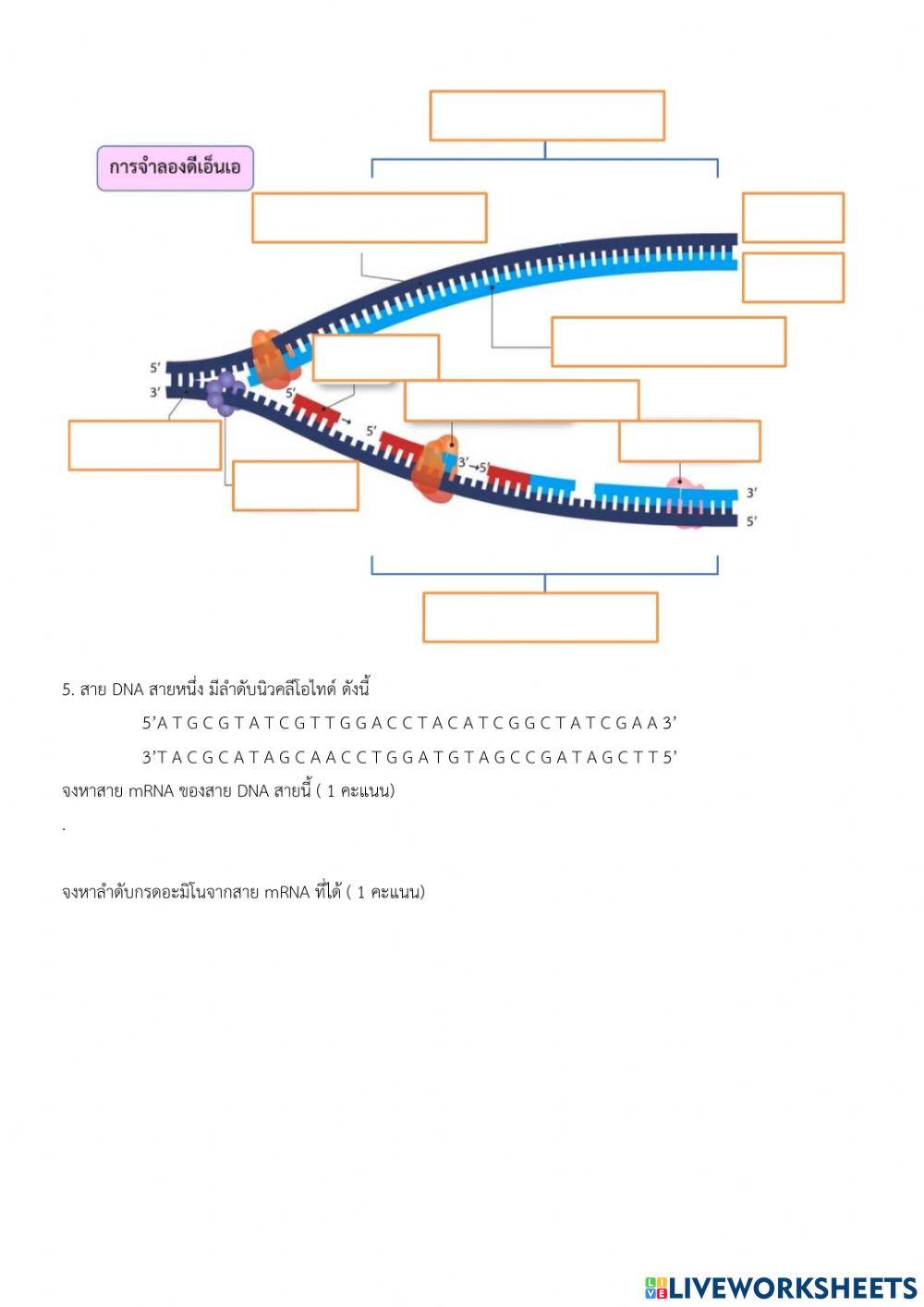 โครโมโซมและสารพันธุกรรม