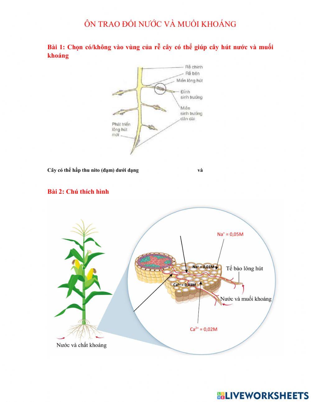 Trao đổi nước và muối khoáng