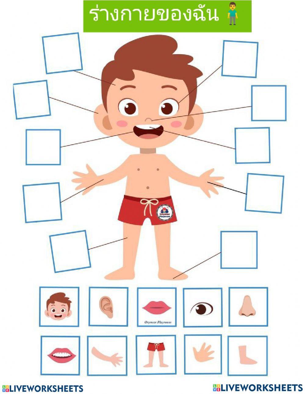 ร่างกายของฉัน ป.1