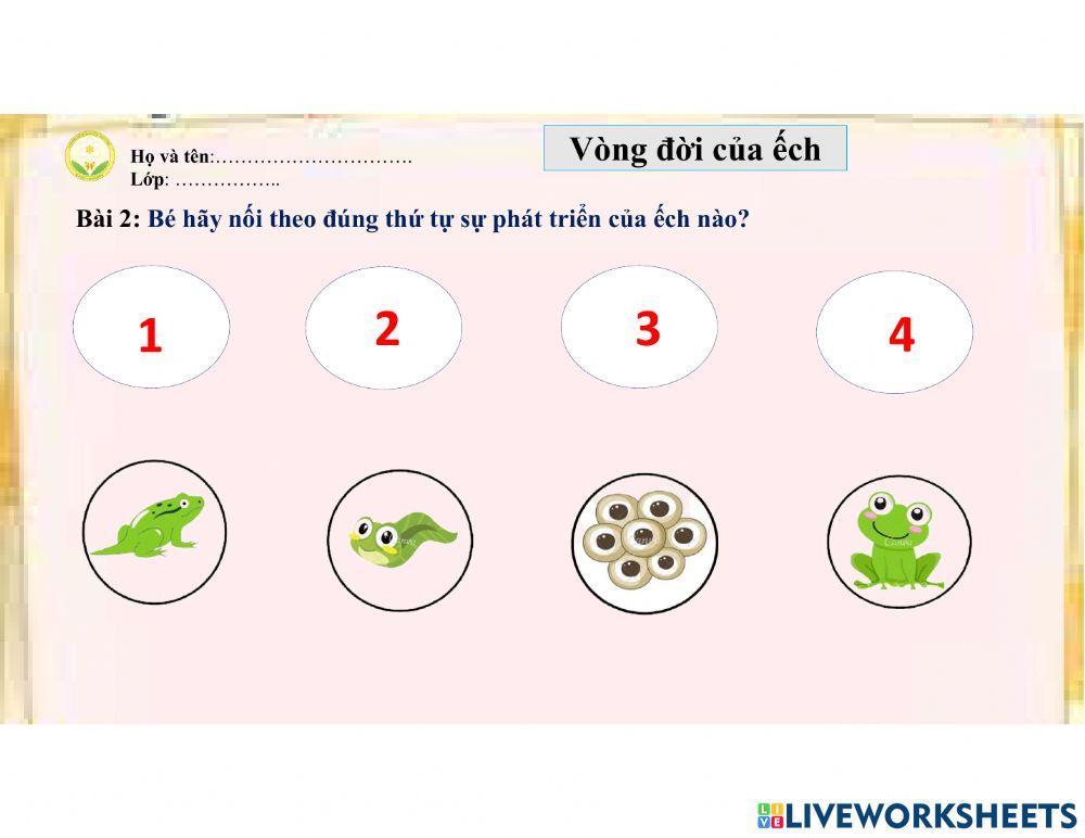 Vòng đời phát triển của con ếch (1)